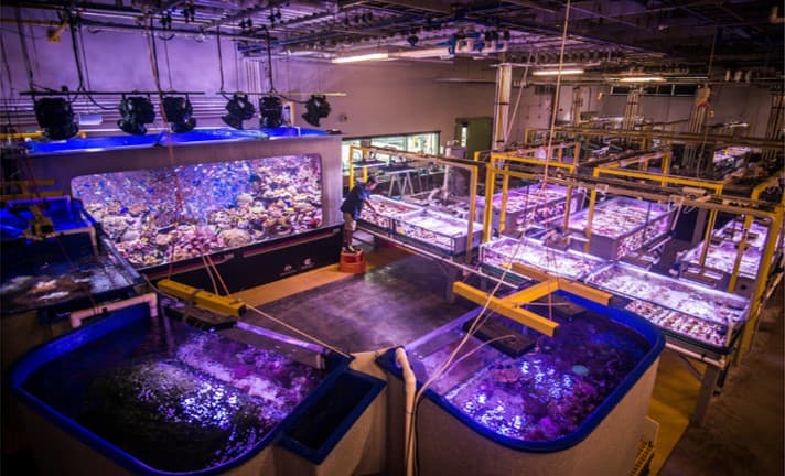 Coral research tanks under blue lighting inside the AIMS marine research facility
