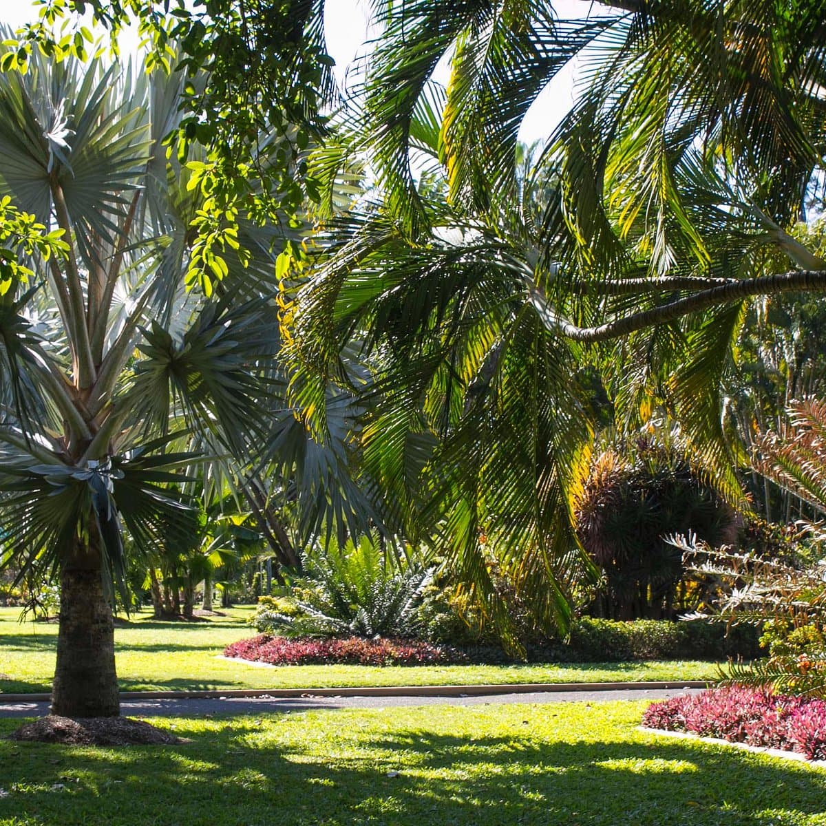Palms, lawn and garden beds in Queens Gardens, Townsville